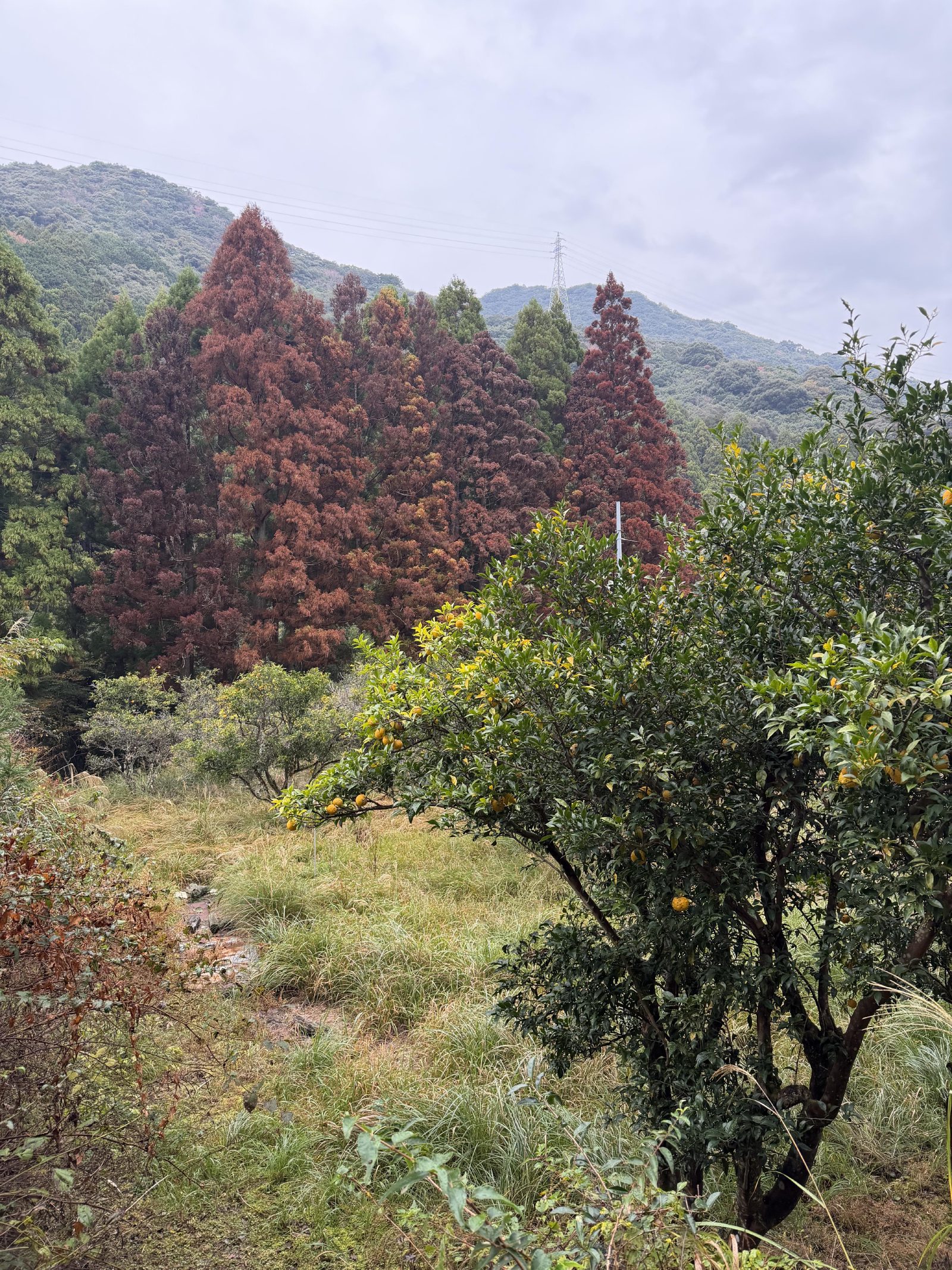 Citrus on the tree with autumn colour on the hills behind