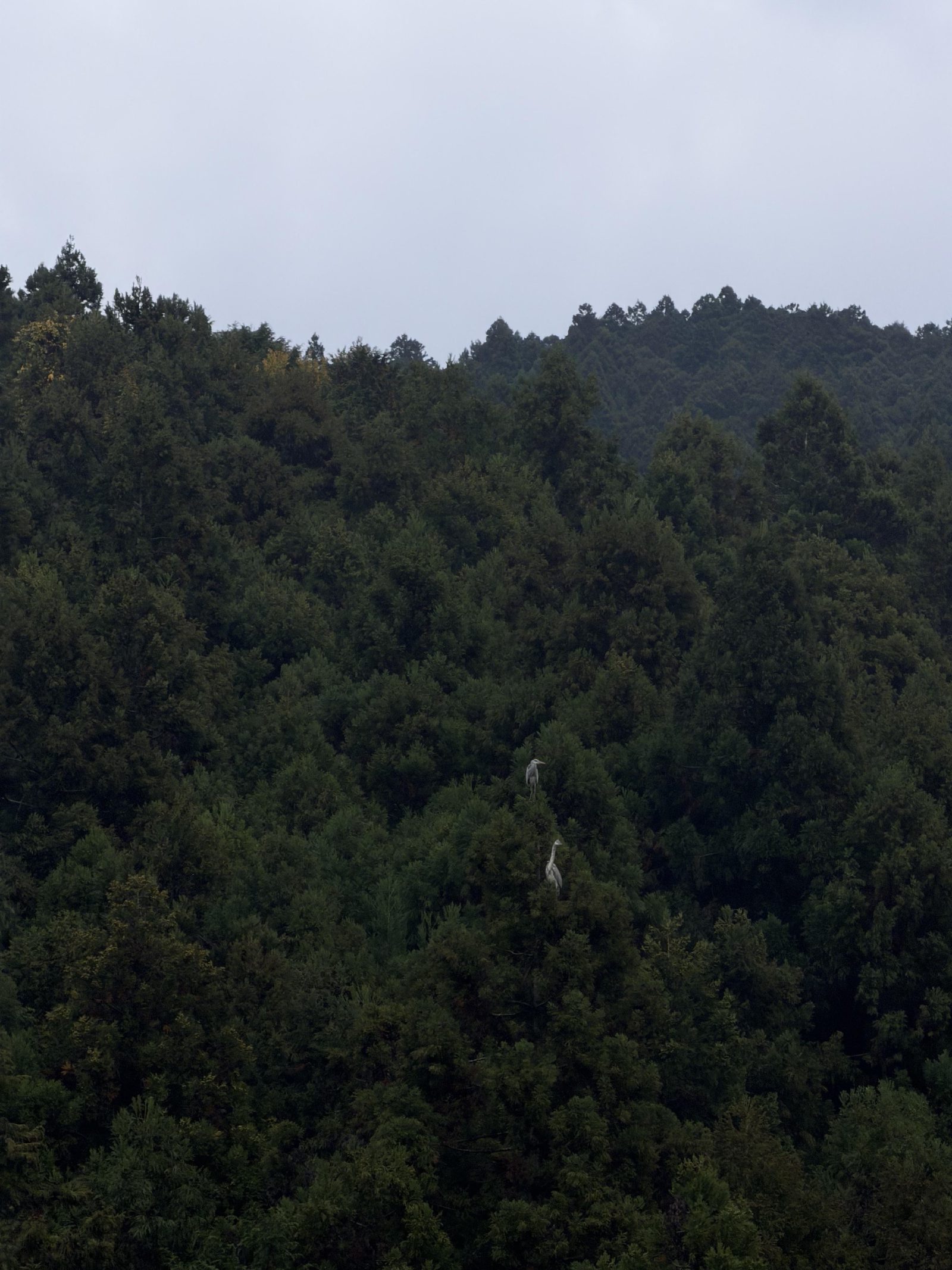 Birds out over the forested slopes