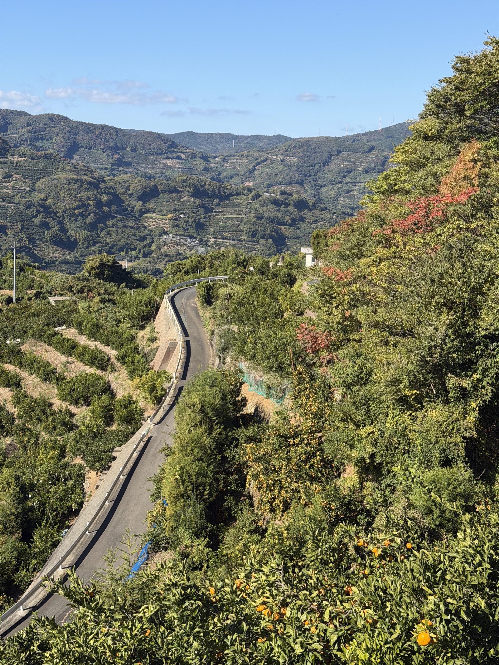 Quiet road through the orchards