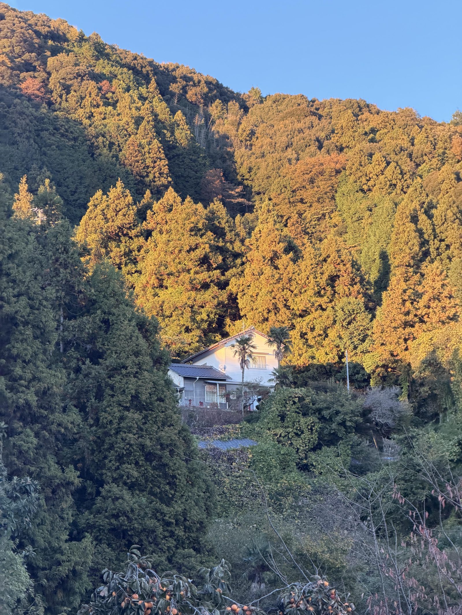 Autumn colour on the climb